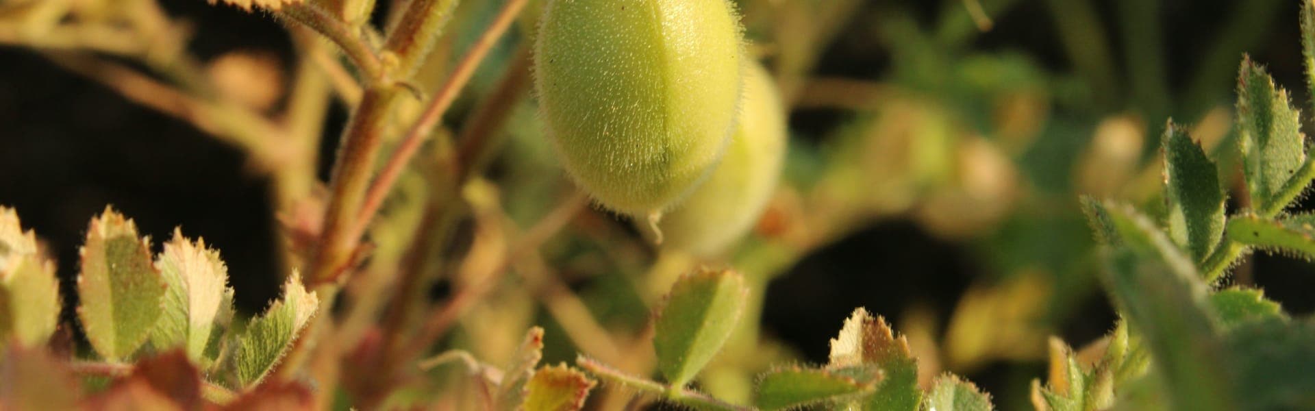 Nohut arka plan görseli